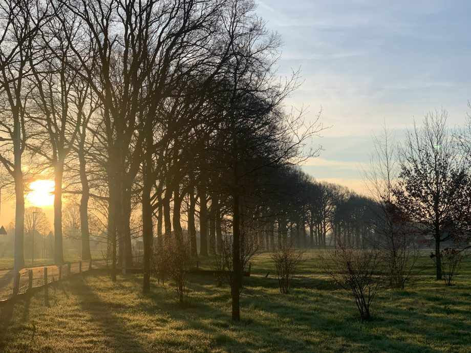 leafless trees on green grass field during daytime