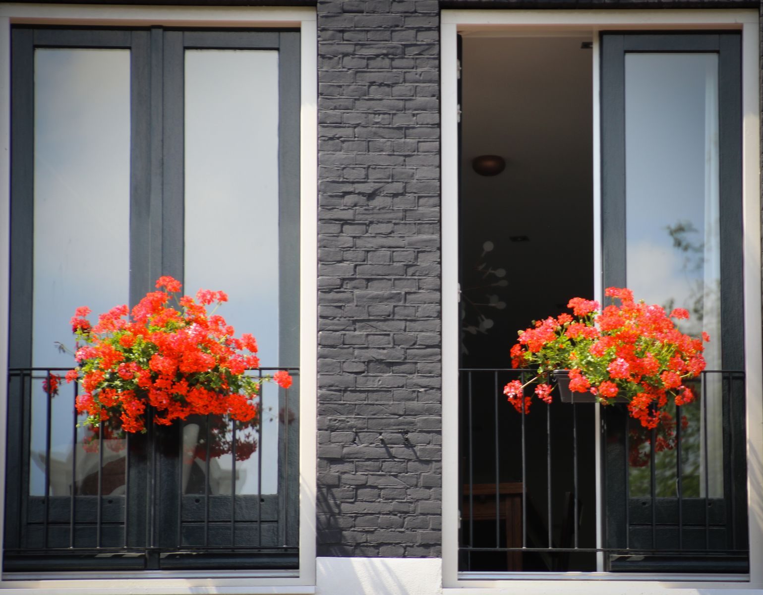 Charming Amsterdam windows adorned with vibrant red geranium flowers, perfect for adding Dutch flair to your space.